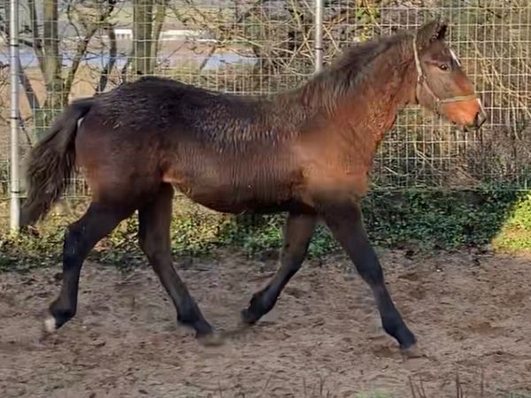Connemara Colt Foal Top Pedigree For Sale In Wexford For 0 On 