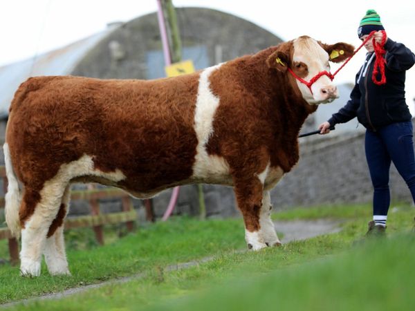 Breeding heifers for Carrick Winter Fair