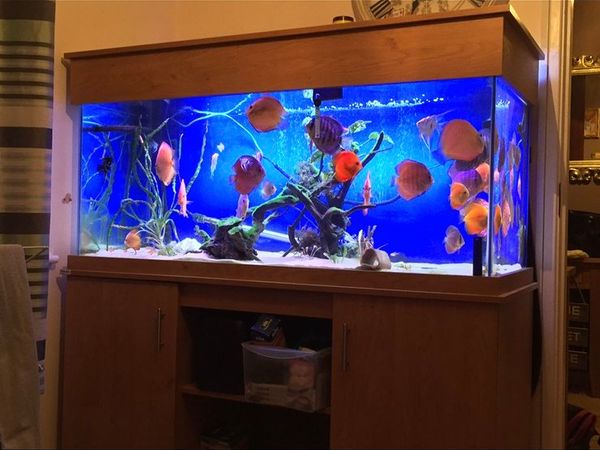 Clearseal fish tank