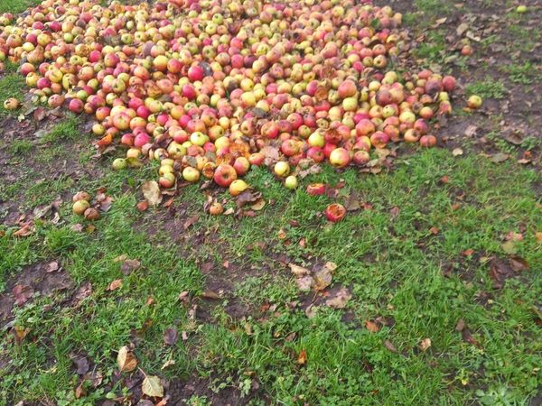 Cooking apples for sale animal feed