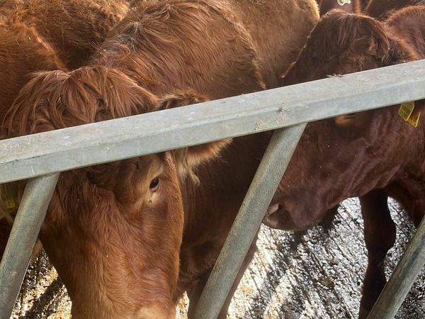 Beef cattle in calf heifers