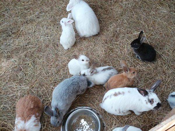 baby rabbits different varieties