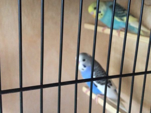 Young budgies for sale