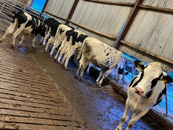 8 Holstein incalf heifers
