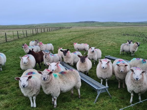 For Sale: 15 Nice Ewe Breeding Lambs