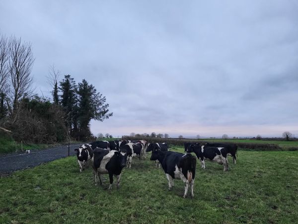 Incalf Friesian PBR Milking Cows