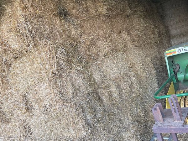 Small square bales of organic hay