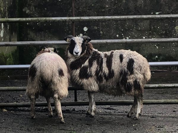 Pair of Jacob ewe lambs