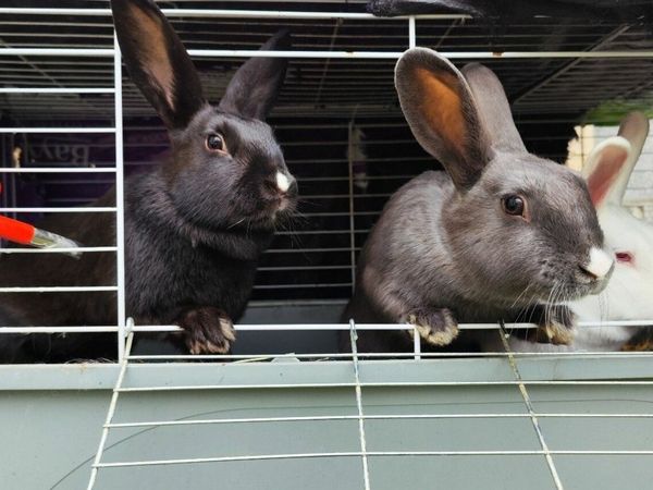rabbits | 175 Animals Ads For Sale in Ireland | DoneDeal