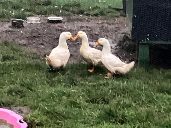 3 Female White Ducks