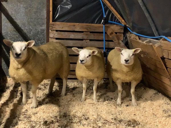 Texel ewe lambs
