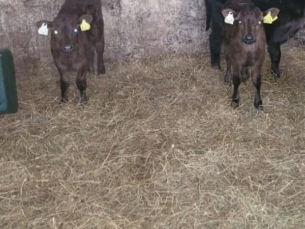 4 lm heifers calves