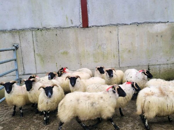 16 lanark x mayo ewe lambs 34kgs