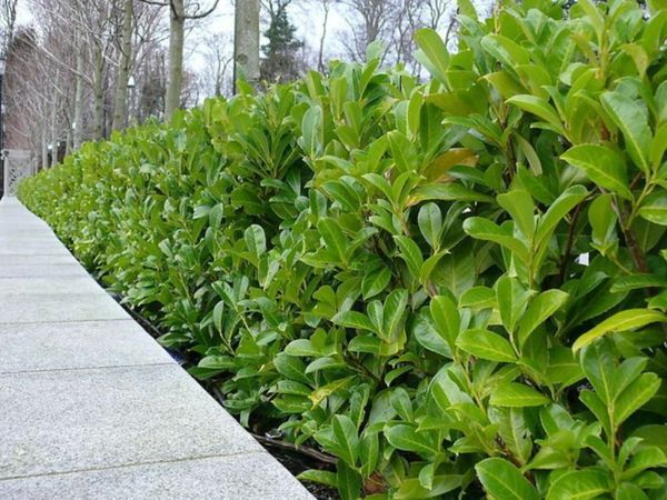 ***Special Offer Potted Hedging