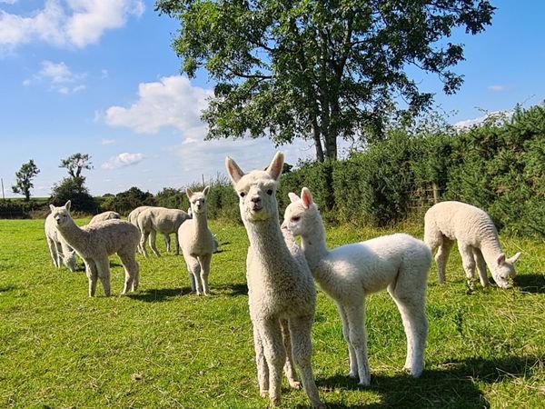 Alpacas - starter groups available now!