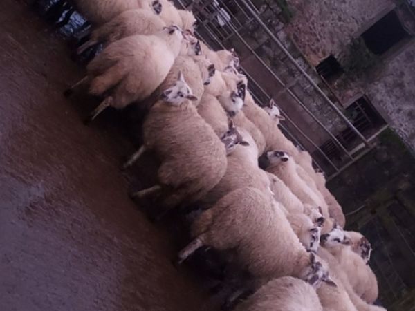 29 Ewe lambs