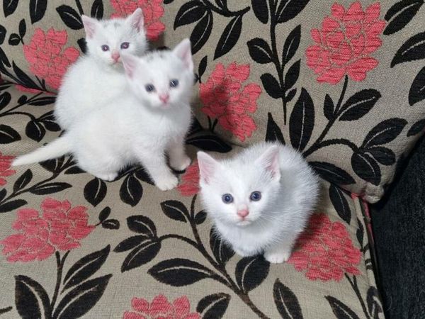 White Burmilla kitten blue eyes