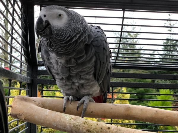 Friendly hand reared African grey