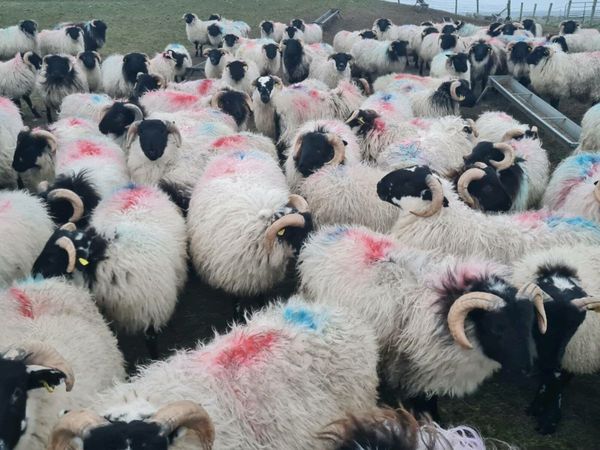 store ram lambs