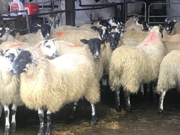 35 Strong Mule Ewe Lambs