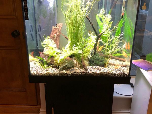 Fish tank - 125L Juwel with stand and accessories