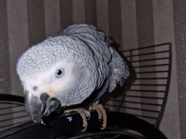 African Grey parrot (Hen)