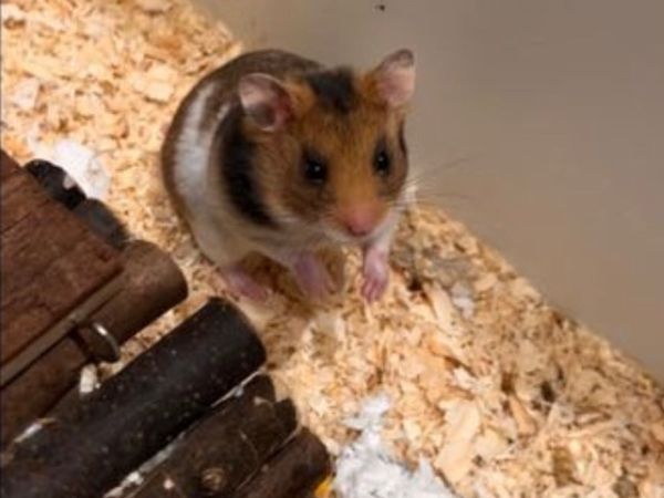 Syrian Hamsters - m&f avail