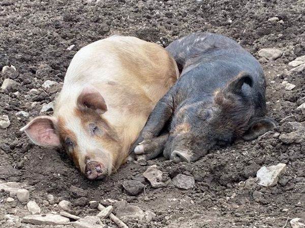 Pigs n piglets for sale