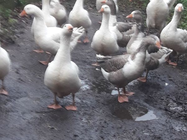 Fat geese for sale ready for the Christmas