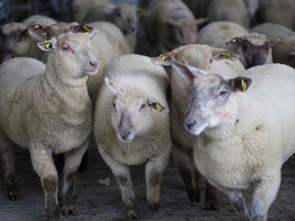 Coolaney Sheep Sales