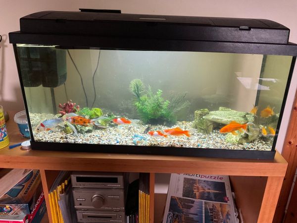 Fish Tank & Fish