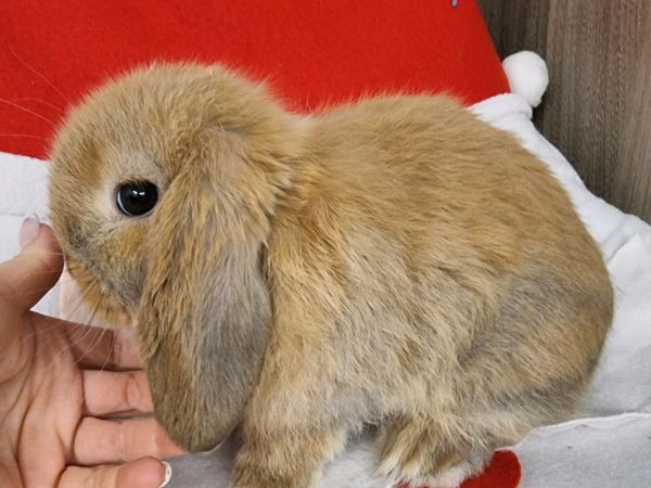 Beautiful mini lop baby bunny
