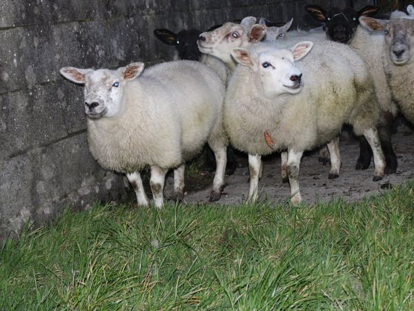 Breeding ewe lambs for sale