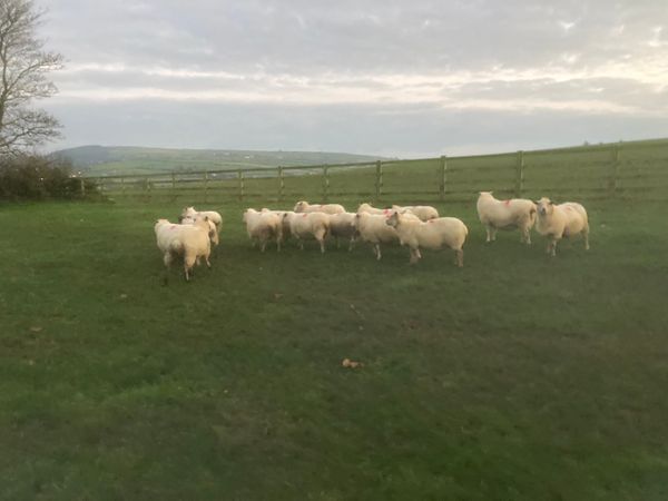 In lamb ewes