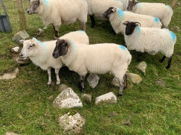Cull Ewe Sheep for Sale in Belmullet Area