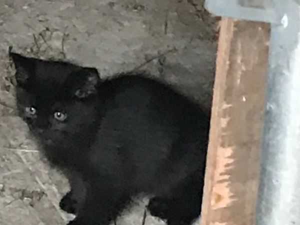 2 Beautiful fluffy black kittens Males born 12/09