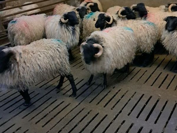 Blackhead ram lambs