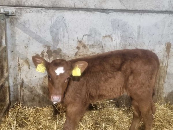 2 AA heifers calves for sale