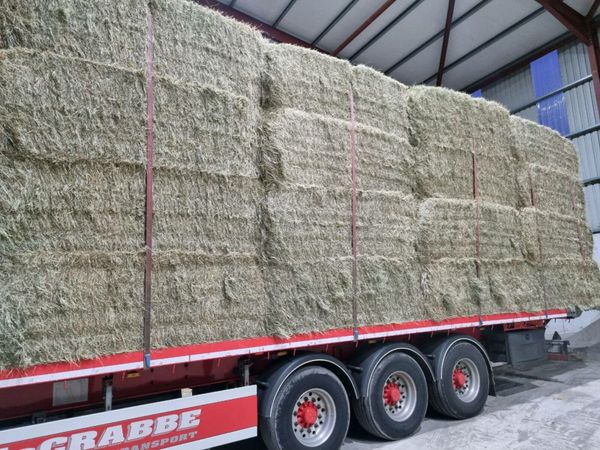 ***SUPER 8X4X3's OF FINE GREEN SHEEP HAY 🐑🌱🌱***