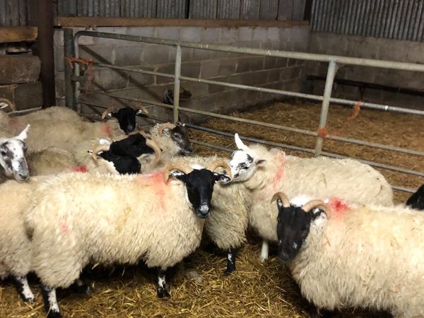 Ewe lambs(17 pure breed lanark +13 Cheviot cross)