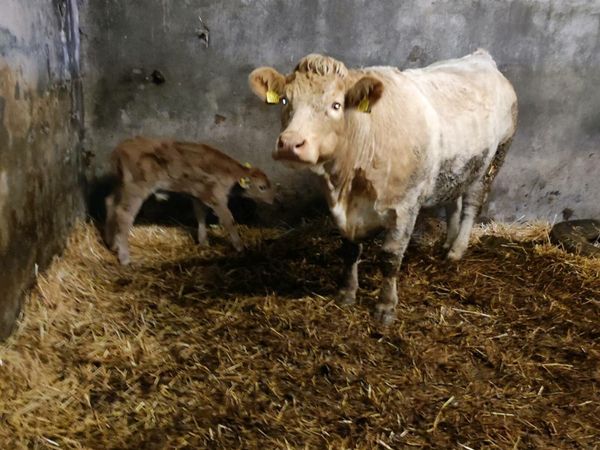 Charolais  Heifer with Parthenaise Bull calf