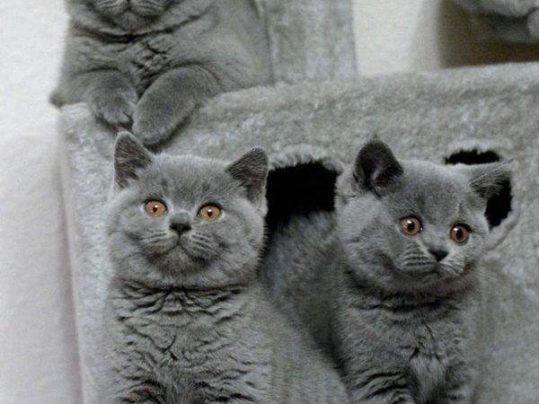 British Shorthair Kittens