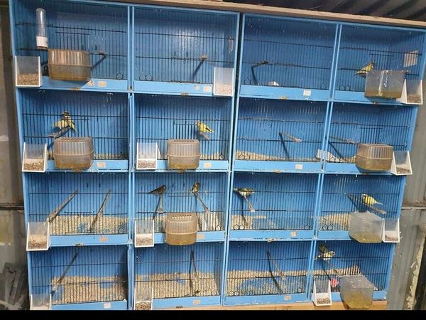 Cages and birds