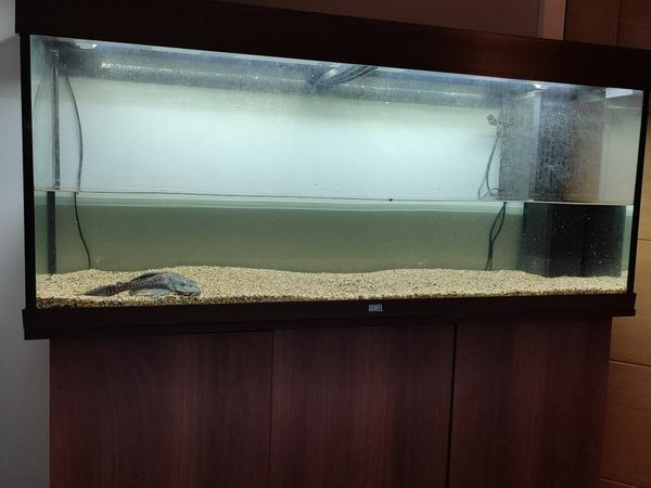 240l fish tank and decorations