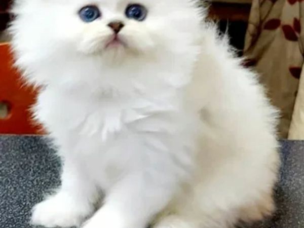 Persian best sale cat buy