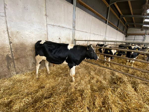 Holstein/British Friesian bulls