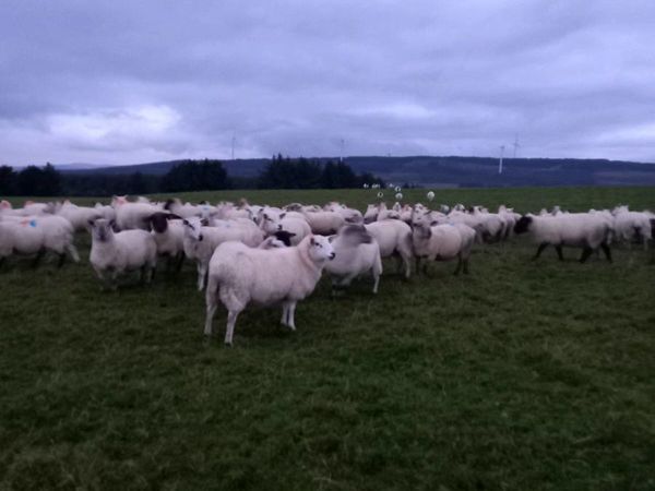 Macroom Mart sheep clearance sale