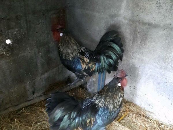 Rooster For Sale