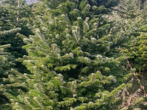 Top quality real Christmas trees 🌲