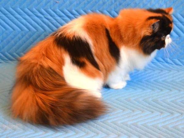 Persian(kitten)